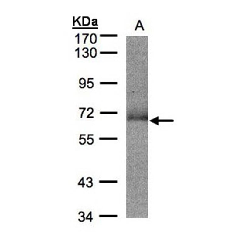 SUOX antibody from Signalway Antibody (22275) - Antibodies.com