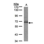 SUOX antibody from Signalway Antibody (22275) - Antibodies.com