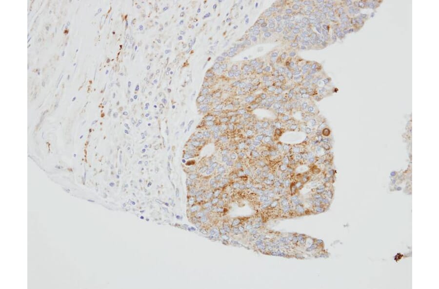 Immunohistochemistry - SUOX antibody from Signalway Antibody (22275) - Antibodies.com