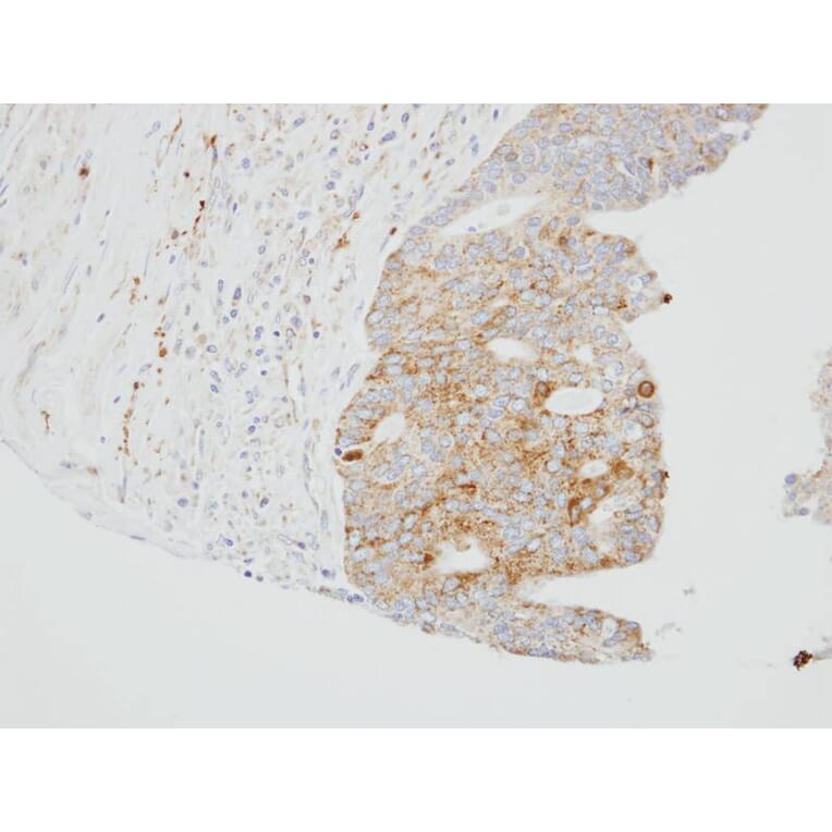 Immunohistochemistry - SUOX antibody from Signalway Antibody (22275) - Antibodies.com