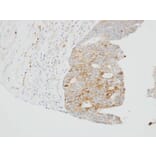 Immunohistochemistry - SUOX antibody from Signalway Antibody (22275) - Antibodies.com