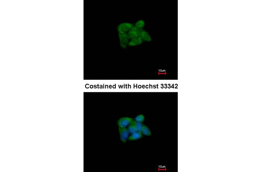 Immunofluorescence - SUOX antibody from Signalway Antibody (22275) - Antibodies.com
