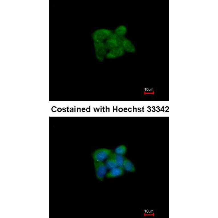 Immunofluorescence - SUOX antibody from Signalway Antibody (22275) - Antibodies.com