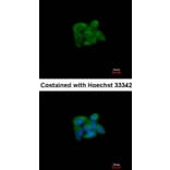Immunofluorescence - SUOX antibody from Signalway Antibody (22275) - Antibodies.com