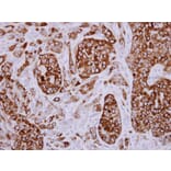 Immunohistochemistry - AGR3 antibody from Signalway Antibody (22294) - Antibodies.com