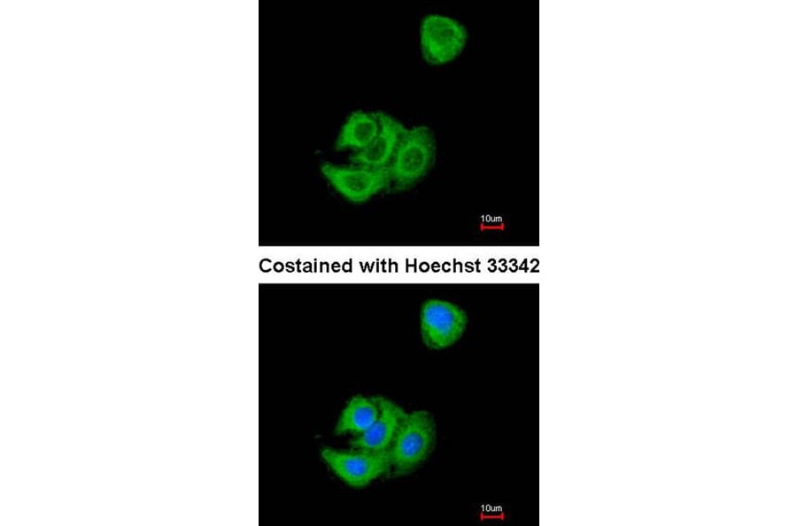 Immunofluorescence - AGR3 antibody from Signalway Antibody (22294) - Antibodies.com