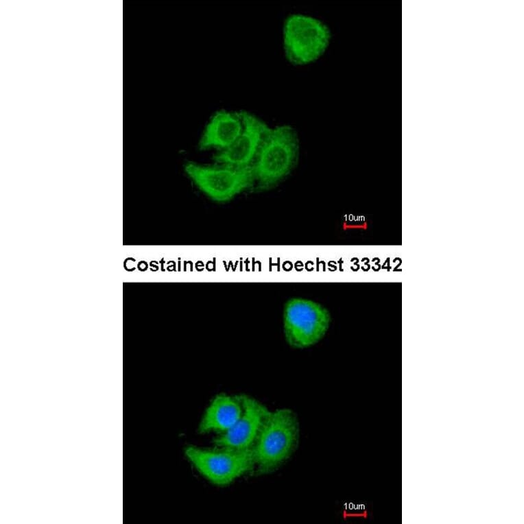 Immunofluorescence - AGR3 antibody from Signalway Antibody (22294) - Antibodies.com