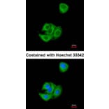 Immunofluorescence - AGR3 antibody from Signalway Antibody (22294) - Antibodies.com