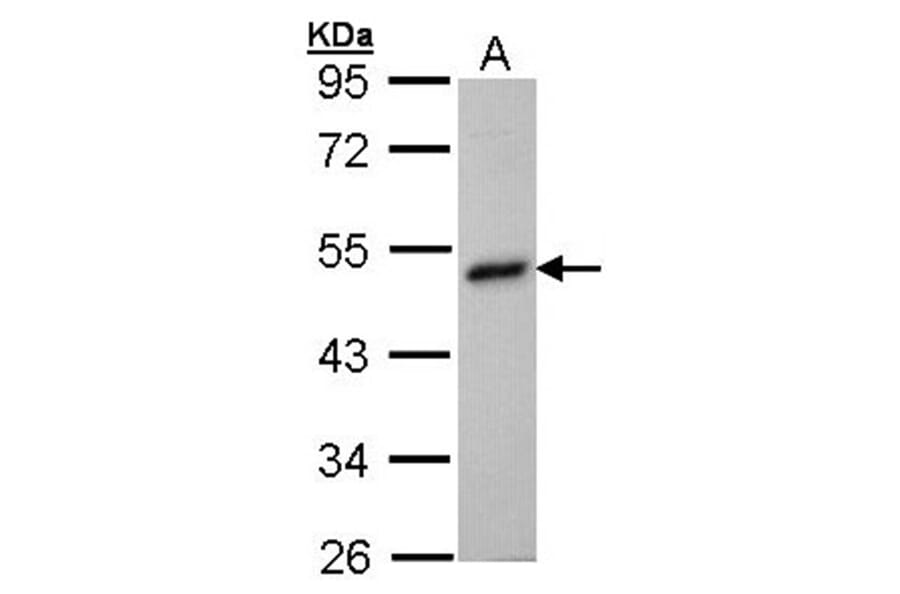 BHMT antibody from Signalway Antibody (22303) - Antibodies.com