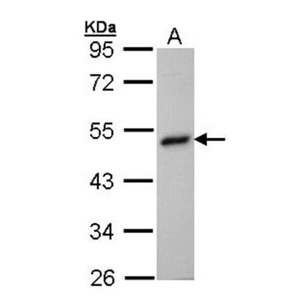 BHMT antibody from Signalway Antibody (22303) - Antibodies.com