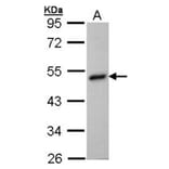 BHMT antibody from Signalway Antibody (22303) - Antibodies.com