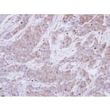 Immunohistochemistry - BHMT antibody from Signalway Antibody (22303) - Antibodies.com