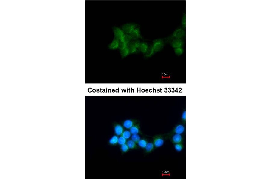 Immunofluorescence - BHMT antibody from Signalway Antibody (22303) - Antibodies.com