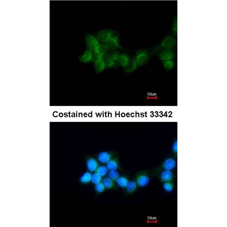 Immunofluorescence - BHMT antibody from Signalway Antibody (22303) - Antibodies.com