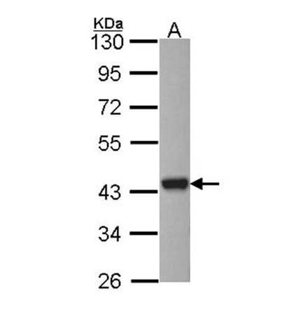 ARSA antibody from Signalway Antibody (22314) - Antibodies.com