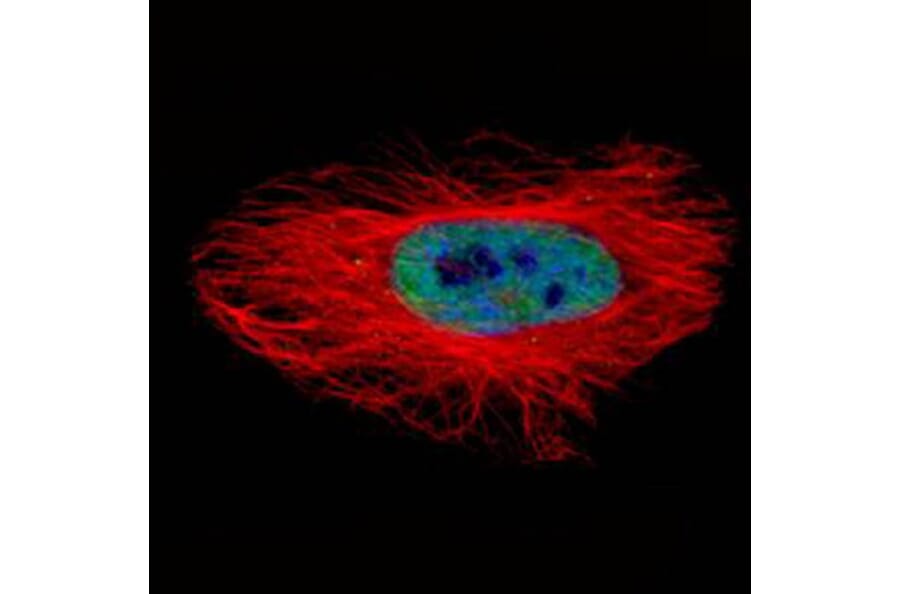 ARSA antibody from Signalway Antibody (22314) - Antibodies.com