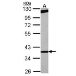 RBM4 antibody from Signalway Antibody (22419) - Antibodies.com