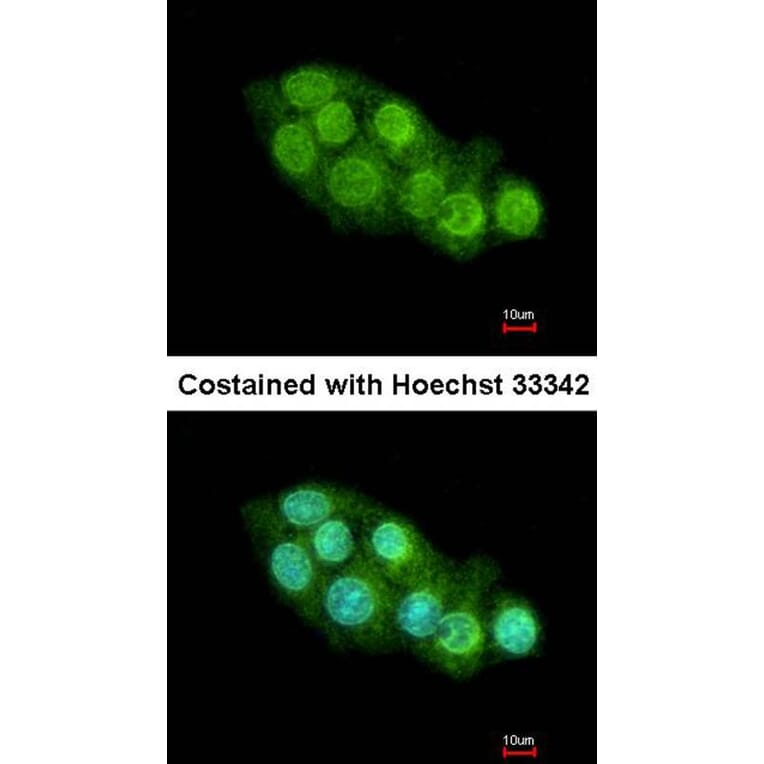 Immunofluorescence - RBM4 antibody from Signalway Antibody (22419) - Antibodies.com
