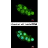 Immunofluorescence - RBM4 antibody from Signalway Antibody (22419) - Antibodies.com