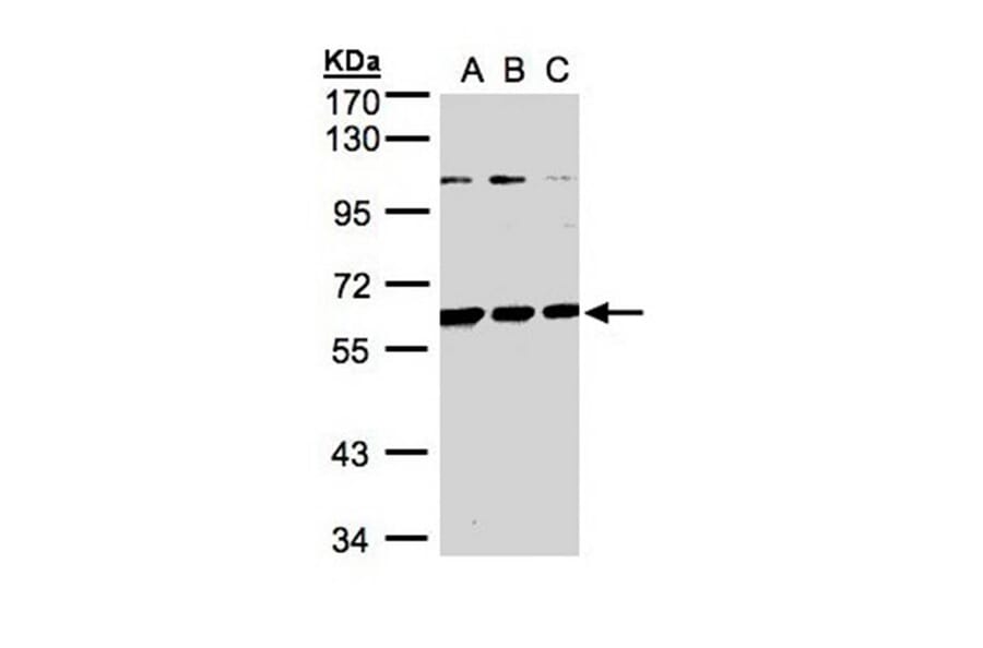 BIVM antibody from Signalway Antibody (22428) - Antibodies.com