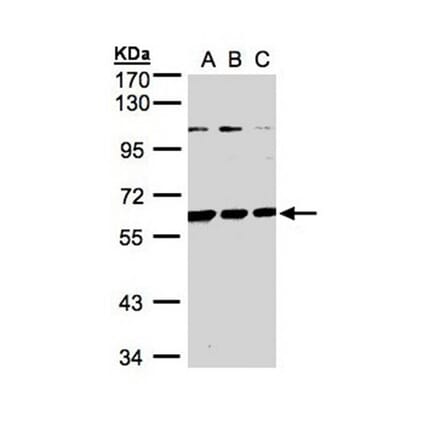 BIVM antibody from Signalway Antibody (22428) - Antibodies.com