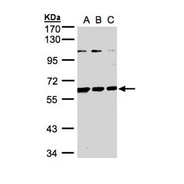 BIVM antibody from Signalway Antibody (22428) - Antibodies.com
