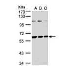 BIVM antibody from Signalway Antibody (22428) - Antibodies.com