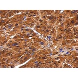 Immunohistochemistry - BIVM antibody from Signalway Antibody (22428) - Antibodies.com