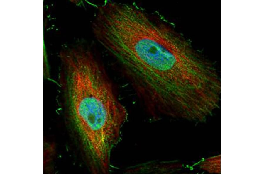 BIVM antibody from Signalway Antibody (22428) - Antibodies.com