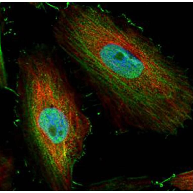 BIVM antibody from Signalway Antibody (22428) - Antibodies.com