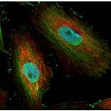 BIVM antibody from Signalway Antibody (22428) - Antibodies.com