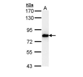 SNRK antibody from Signalway Antibody (22477) - Antibodies.com