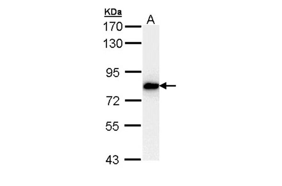 SNRK antibody from Signalway Antibody (22477) - Antibodies.com