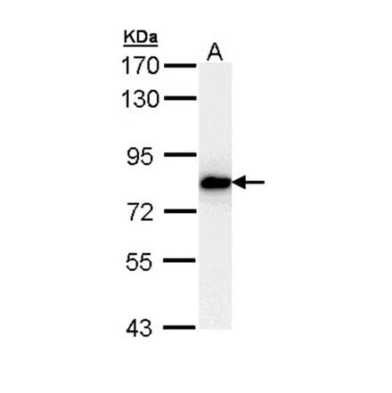 SNRK antibody from Signalway Antibody (22477) - Antibodies.com