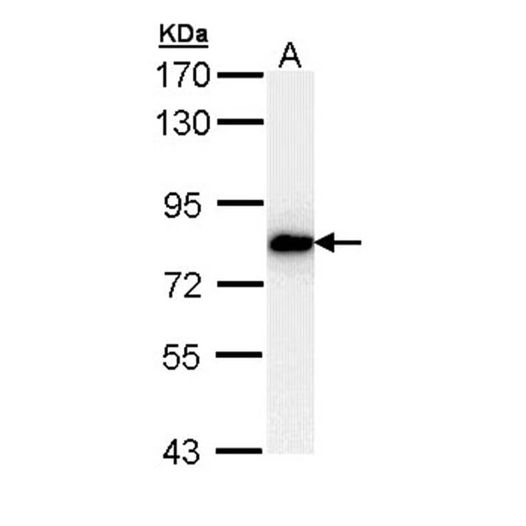 SNRK antibody from Signalway Antibody (22477) - Antibodies.com