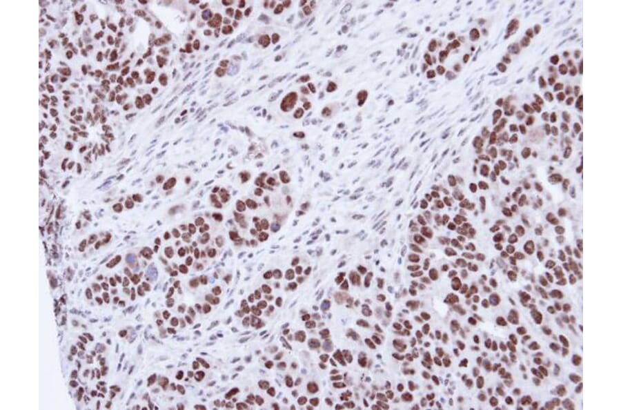 Immunohistochemistry - SNRK antibody from Signalway Antibody (22477) - Antibodies.com
