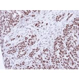 Immunohistochemistry - SNRK antibody from Signalway Antibody (22477) - Antibodies.com