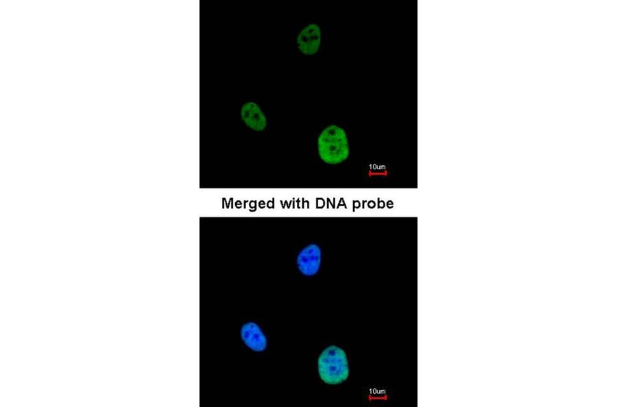 Immunofluorescence - SNRK antibody from Signalway Antibody (22477) - Antibodies.com