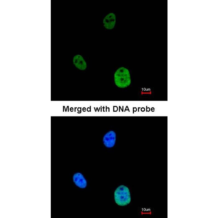 Immunofluorescence - SNRK antibody from Signalway Antibody (22477) - Antibodies.com