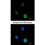 Immunofluorescence - SNRK antibody from Signalway Antibody (22477) - Antibodies.com