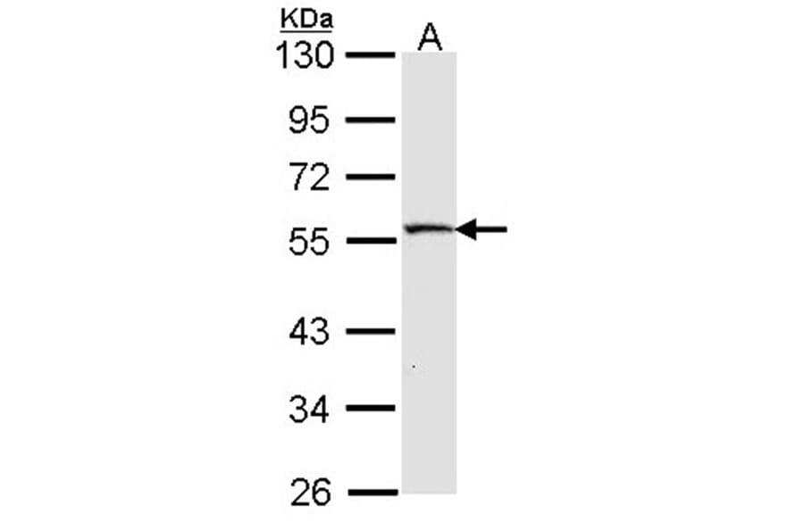 MST4 antibody from Signalway Antibody (22486) - Antibodies.com