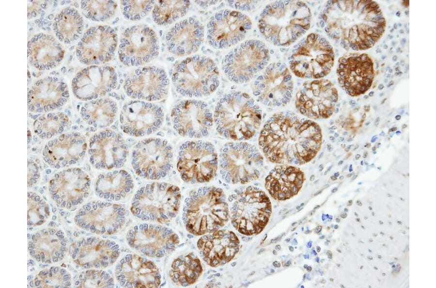 Immunohistochemistry - MST4 antibody from Signalway Antibody (22486) - Antibodies.com