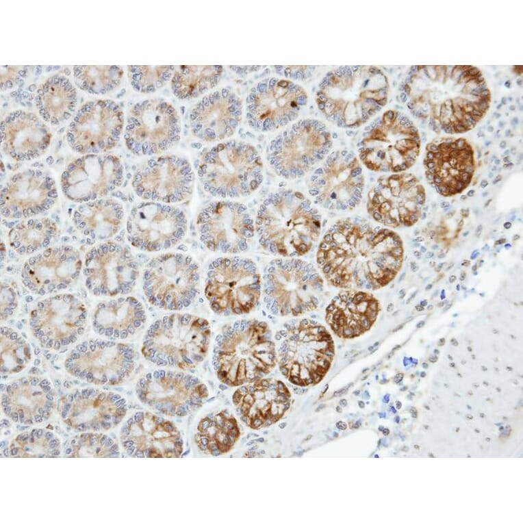 Immunohistochemistry - MST4 antibody from Signalway Antibody (22486) - Antibodies.com