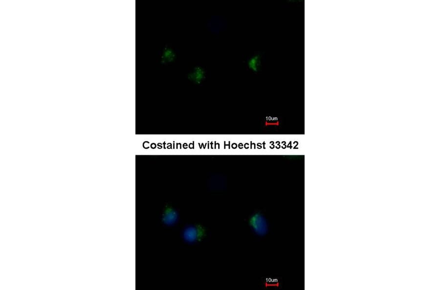 Immunofluorescence - MST4 antibody from Signalway Antibody (22486) - Antibodies.com