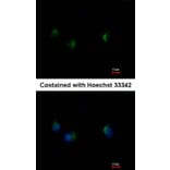 Immunofluorescence - MST4 antibody from Signalway Antibody (22486) - Antibodies.com