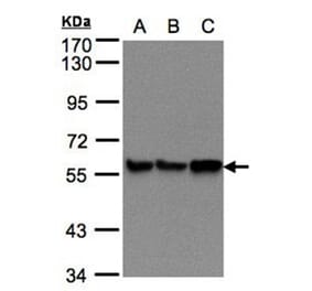 PDI antibody from Signalway Antibody (22520) - Antibodies.com