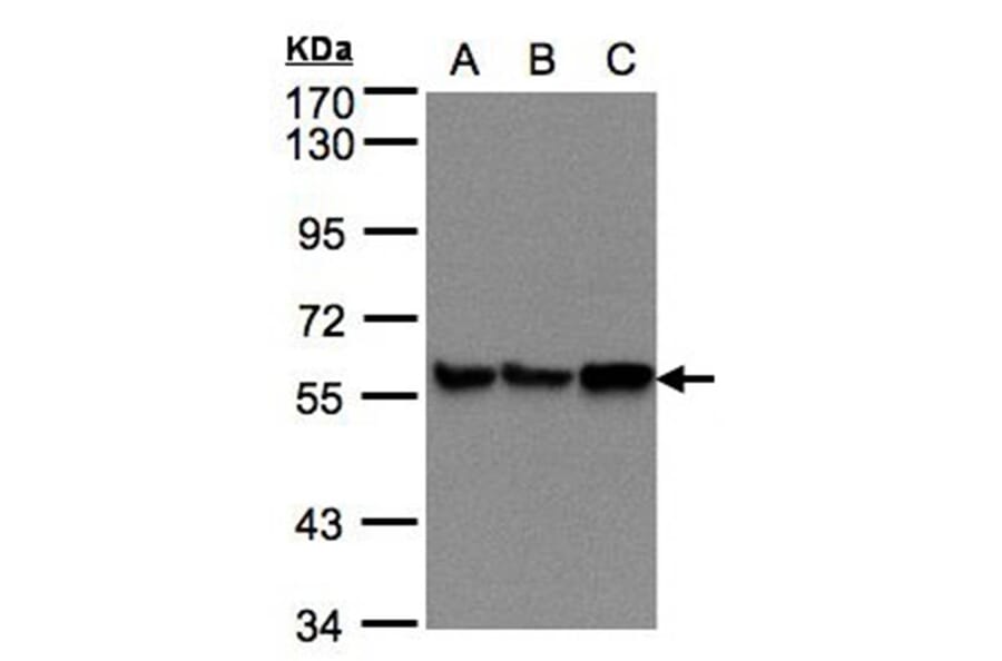 PDI antibody from Signalway Antibody (22520) - Antibodies.com