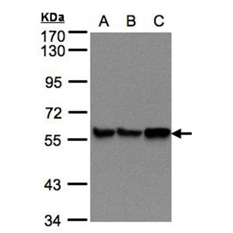 PDI antibody from Signalway Antibody (22520) - Antibodies.com