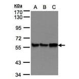 PDI antibody from Signalway Antibody (22520) - Antibodies.com