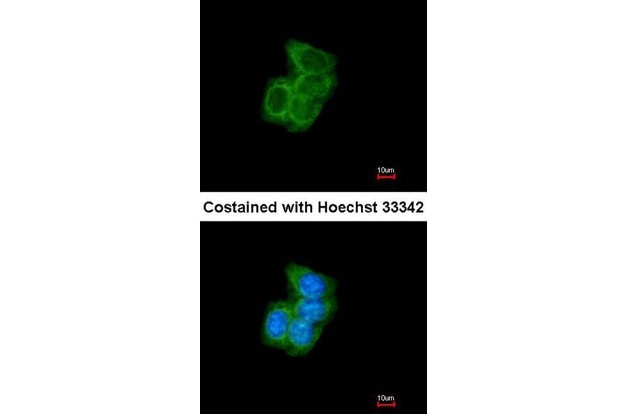 Immunofluorescence - PDI antibody from Signalway Antibody (22520) - Antibodies.com